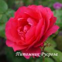 ROSE DE TAVEL (Роуз де Тавель)