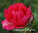 ROSE DE TAVEL (Роуз де Тавель)