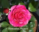 THE FAIRY TALE ROSE (Зе Фэйри Тэйл Роуз)