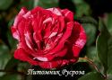 THE REFORMATION ROSE (Зе Рефомэйшн Роуз)