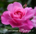 DEBORAH (PLAY ROSE) (Дебора)