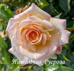 HERMANN HESSE ROSE (Герман Гессе Розе)