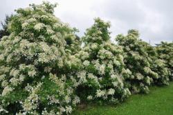 Гортензия черешковая (Hydrangea petiolaris)