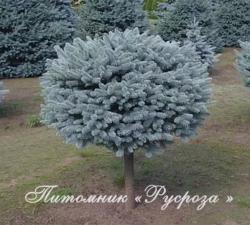 Ель колючая "Глаука Глобоза" (GLAUCA GLOBOSA)