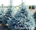 Ель голубая (Picea pungens)