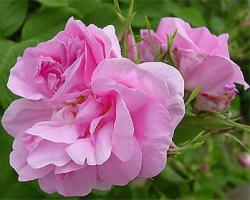 ROSA DAMASCENA TRIGINTIPETALA (Роза Дамасцена Тригинтипетала)