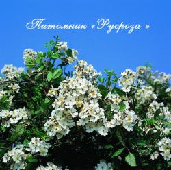 ROSA MULTIFLORA (Роза Мультифлора)