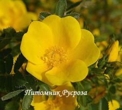 ROSA FOETIDA (FUCHSROSE) (Роза Фетида)