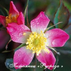 ROSA GLAUCA (RUBRIFOLIA) (Роза Глаука)