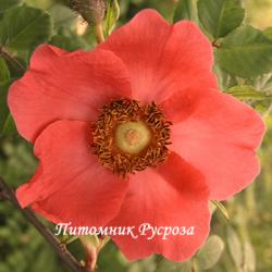 ROSA MOYESII KRISTINE (Роза Мойезии Кристине)