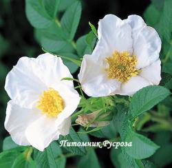 ROSA RUGOSA ALBA (Роза Ругоза Альба)