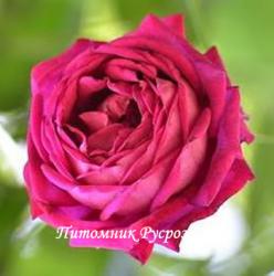 VIVID (ROSE DE NORMANDIE) (Вивид)