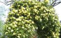 ROSA BANKSIA LUTEA (Роза Бэнксия Лютеа)