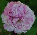 ROSA CENTIFOLIA VARIEGATA (Роза Центифолия Вариегата)