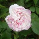 ROSA CENTIFOLIA VARIEGATA (Роза Центифолия Вариегата)