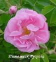 ROSA DAMASCENA TRIGINTIPETALA (Роза Дамасцена Тригинтипетала)