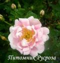 HUSMODERROSE (Хусморозе)