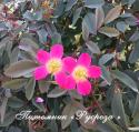 ROSA GLAUCA (RUBRIFOLIA) (Роза Глаука)