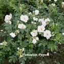 ROSA RUGOSA ALBA (Роза Ругоза Альба)