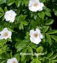 ROSA RUGOSA ALBA (Роза Ругоза Альба)