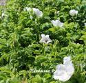 ROSA RUGOSA ALBA (Роза Ругоза Альба)