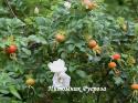 ROSA RUGOSA ALBA (Роза Ругоза Альба)