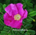 ROSA RUGOSA RUBRA (Роза Ругоза Рубра)