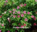 ROSA RUGOSA RUBRA (Роза Ругоза Рубра)