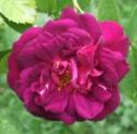 ROSA GALLICA L' EVEQUE (Роза Галлика Эль Эвек)