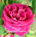 VIVID (ROSE DE NORMANDIE) (Вивид)