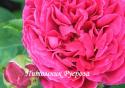 VIVID (ROSE DE NORMANDIE) (Вивид)