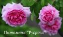 PERSIAN ROSE (Пёжэн Роуз)