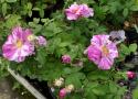 ROSA MUNDI (VERSICOLOR) (Роза Мунди)