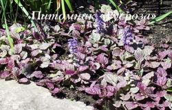 Живучка "Burgundy Glow" (Ajuga reptans)