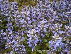 Живучка "Valfredda" (Ajuga tanorii)