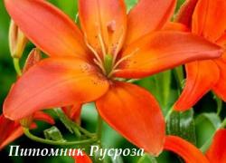 Лилия Азиатская "MANDARIN STAR" (Мандарин Стар)