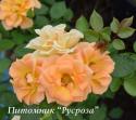 MARIGOLD SWEET DREAM (Мэриголд Суит Дрим)