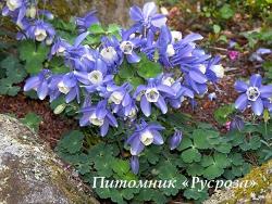 Аквилегия "Spring Magic Blue & White" (Aquilegia)