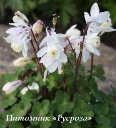 Аквилегия вееровидная "Cameo White" (Aquilegia flabellata)