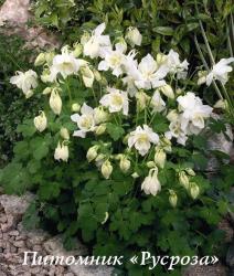 Аквилегия "Spring Magic White" (Aquilegia)