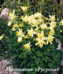 Аквилегия "Spring Magic Yellow" (Aquilegia)