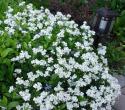 Арабис кавказский "Snowcap" (Arabis caucasica)