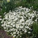 Арабис кавказский "Snowcap" (Arabis caucasica)