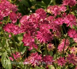 Астранция крупная "Claret" (Astrantia major)