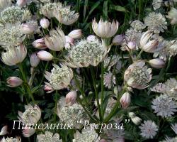 Астранция крупная "Shaggy" (Astrantia major)