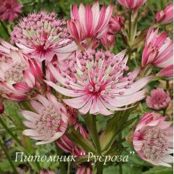 Астранция крупная "Sparkling Stars Pink" (Astrantia major)