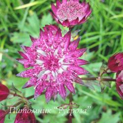 Астранция крупная "Burgundy Manor" (Astrantia major)