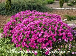 Астра новобельгийская "Royal Ruby" (Symphyotrichum novi-belgii)