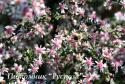 Астра бокоцветковая "Lady in Black" (Aster  lateriflorus)