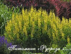 Баптизия "Lemon Meringue" (Baptisia)